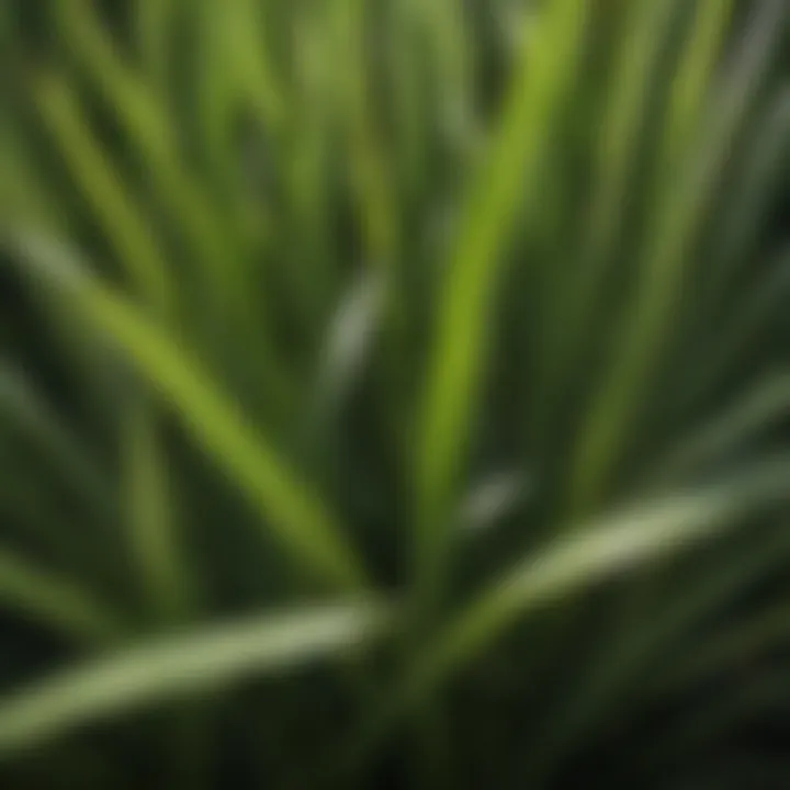 Close-up of St. Augustine grass blades highlighting their texture