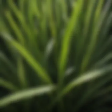 Textural Detail of St. Augustine Grass Blades Close-up of St. Augustine grass blades highlighting their texture