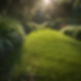 Vibrant St. Augustine grass sod in a lush garden