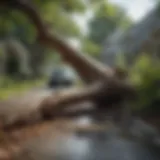 A fallen tree blocking a residential driveway after a storm