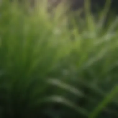 Close-up of healthy grass showcasing vibrant green blades