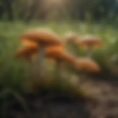 Illustration of various types of grass fungus with distinct characteristics