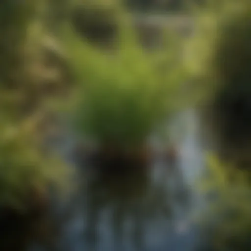 Close-up of Hydrilla in a pond showcasing its invasive characteristics