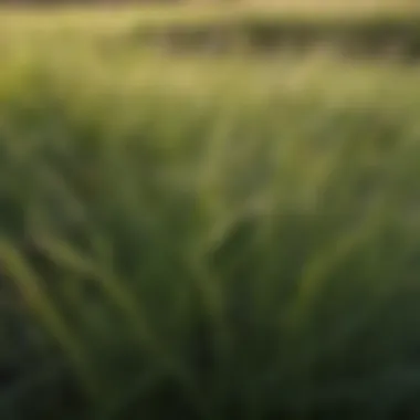 Close-up of tall fescue grass, highlighting its characteristics and features