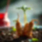 Stratified ginseng seeds ready for cultivation