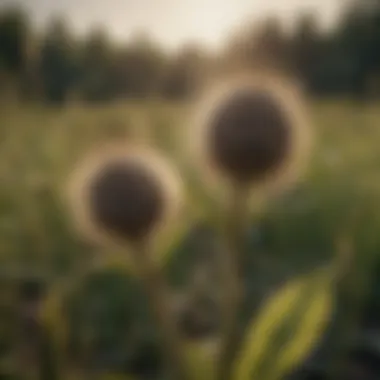 Teasel plants thriving in a natural habitat demonstrating ecological importance