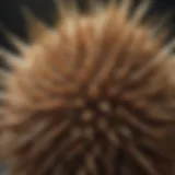 Close-up of teasel seeds showcasing their unique structure