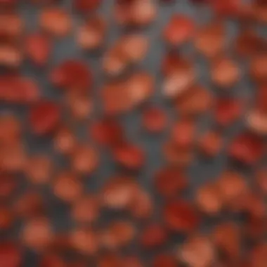 Unique Structure of American Red Maple Seeds Detailed view of American red maple seeds showcasing their unique structure