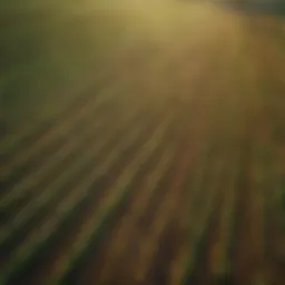Aerial view of a flourishing agricultural landscape showcasing diverse crops.