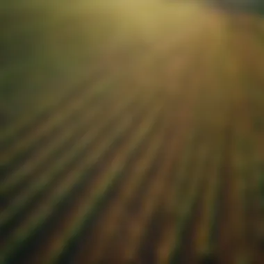 Aerial view of a flourishing agricultural landscape showcasing diverse crops.