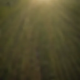 An aerial view of a farm showcasing diverse crops affected by mosquito populations