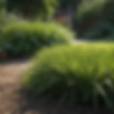 Aesthetic Appeal of Shade-Tolerant Grass Varieties Beautiful shaded garden with shade-tolerant grass