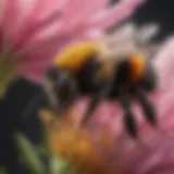A close-up of a bumblebee on a vibrant flower