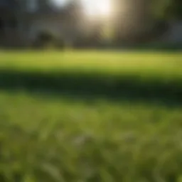 Vibrant green lawn showcasing healthy grass growth