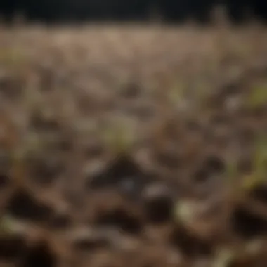 Microbial Dynamics in Aerated Soil Microbial activity in aerated soil