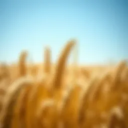 A field of golden wheat ready for harvest under a clear blue sky.