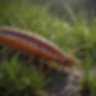Comparison chart of different grass types including centipede
