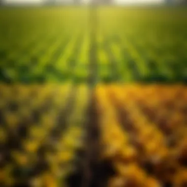Impact on Crop Yields Illustration of crop yields before and after chemical seed treatment