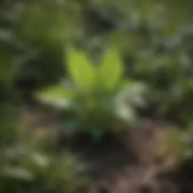 Close-up of a broadleaf lawn weed with distinct leaves