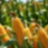 Visual representation of corn put options