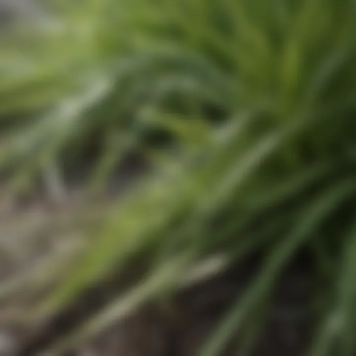 Close-up of St. Augustine grass blades highlighting their texture