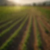 Richly cultivated crop fields for tea production