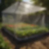 A custom clear tarp covering a vibrant vegetable garden