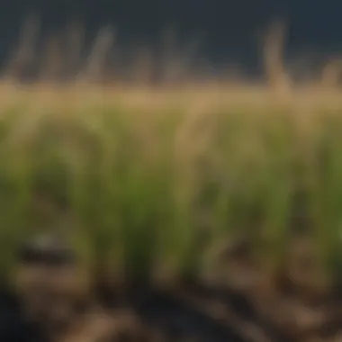 A close-up view of dormant grass blades showing their color change and texture.