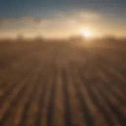 Vast agricultural field under a clear blue sky