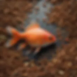 Diverse fish feed types for aquaculture