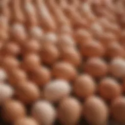 Eggs collected from a free range farm showcasing the natural environment.