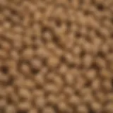 Detailed view of Genesis soybean seeds with emphasis on genetic traits