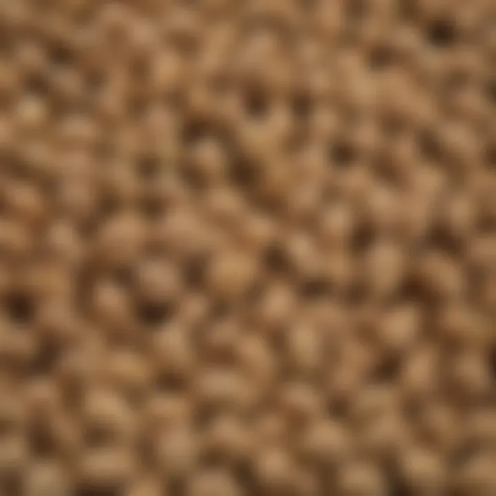 Detailed view of Genesis soybean seeds with emphasis on genetic traits