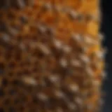 Anatomy of a honeybee header showcasing its intricate structure.
