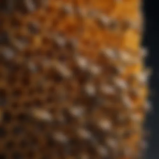 Anatomy of a honeybee header showcasing its intricate structure.