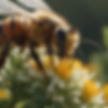 Diagram illustrating honeybee headers' role in pollination and agricultural productivity.
