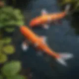 Colorful koi swimming gracefully in a well-maintained pond