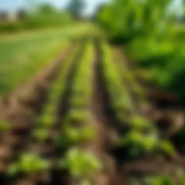 Environmental impact of lawn mower tracks on landscaping