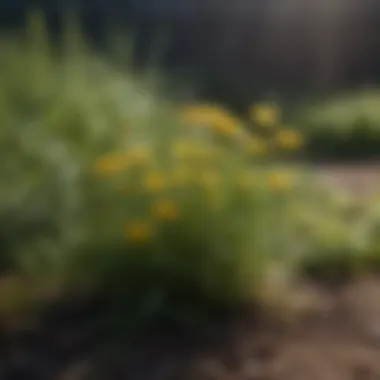 Identifying Common Backyard Weeds Diverse range of common backyard weeds