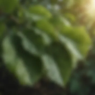 Close-up of mulberry tree leaves