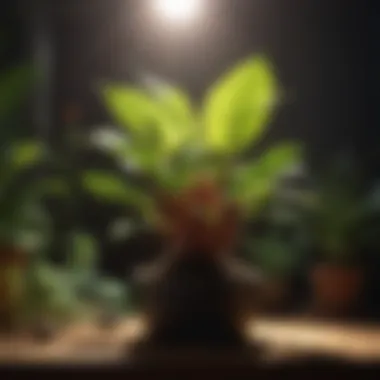 Optimal Light Spectrum for Plant Development Diagram illustrating the light spectrum beneficial for plant growth