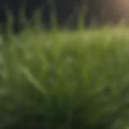 Close-up of POA grass with visible characteristics