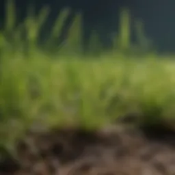 Close-up of pure centipede grass blades showcasing their fine texture