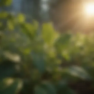 Close-up of soybean plants with healthy leaves