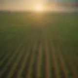 Vast soybean fields in Iowa under the sunlight