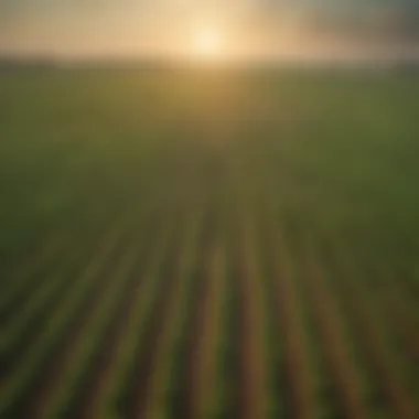 Vast soybean fields in Iowa under the sunlight