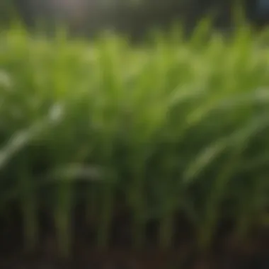 Close-up of the texture and blade structure of St. Augustine grass