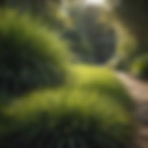 Lush St. Augustine grass in a garden setting