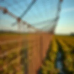 Durable bird netting installed over crops