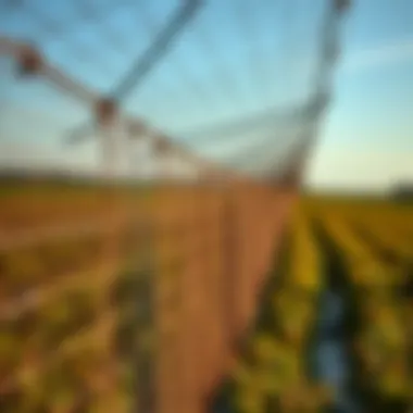 Robust Protection Against Avian Pests Durable bird netting installed over crops